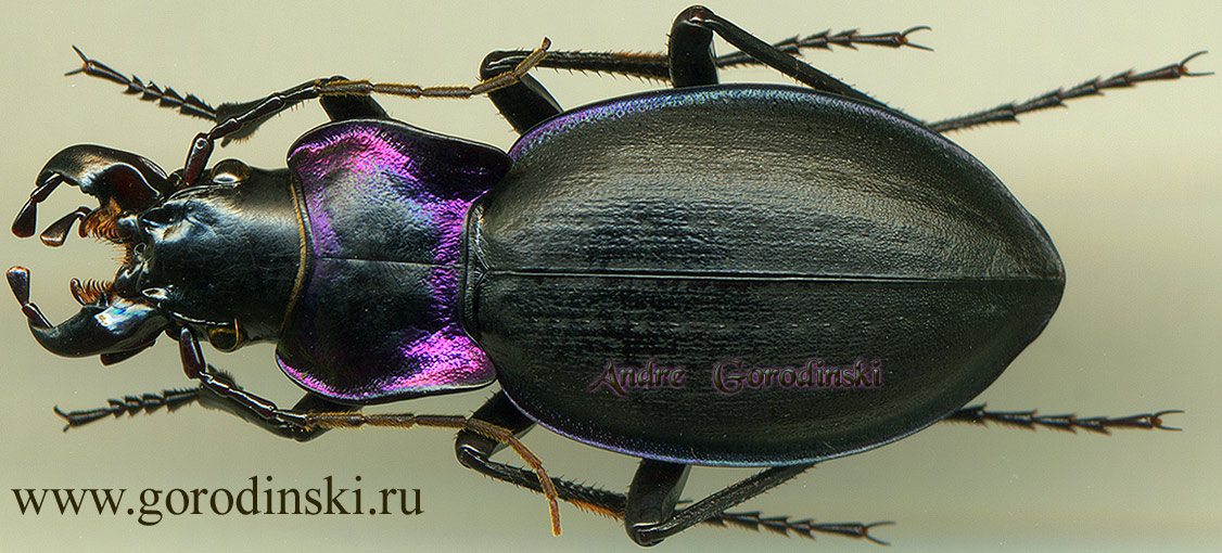 http://www.gorodinski.ru/carabus/Mesocarabus riffensis.jpg